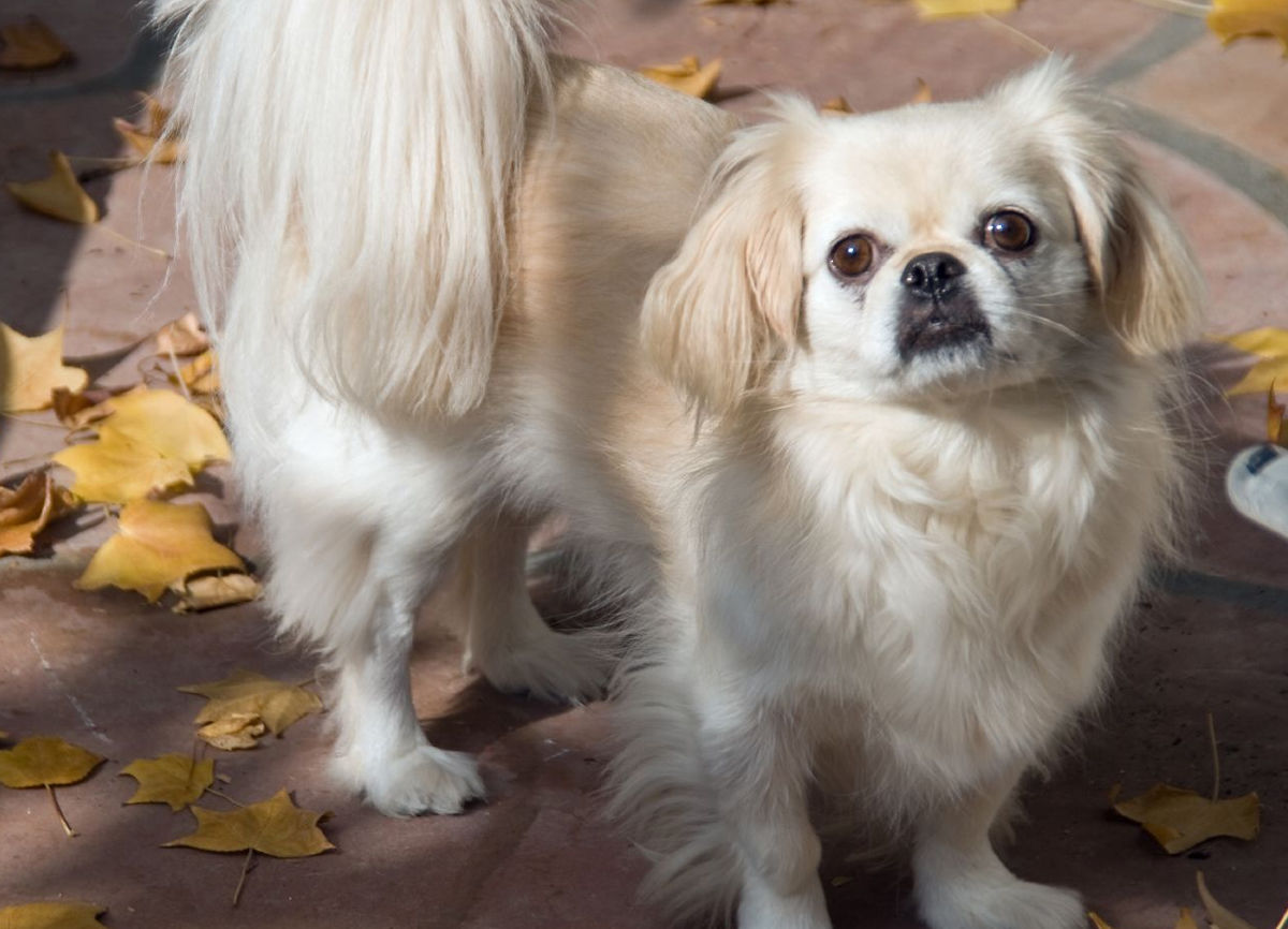 Pekingese